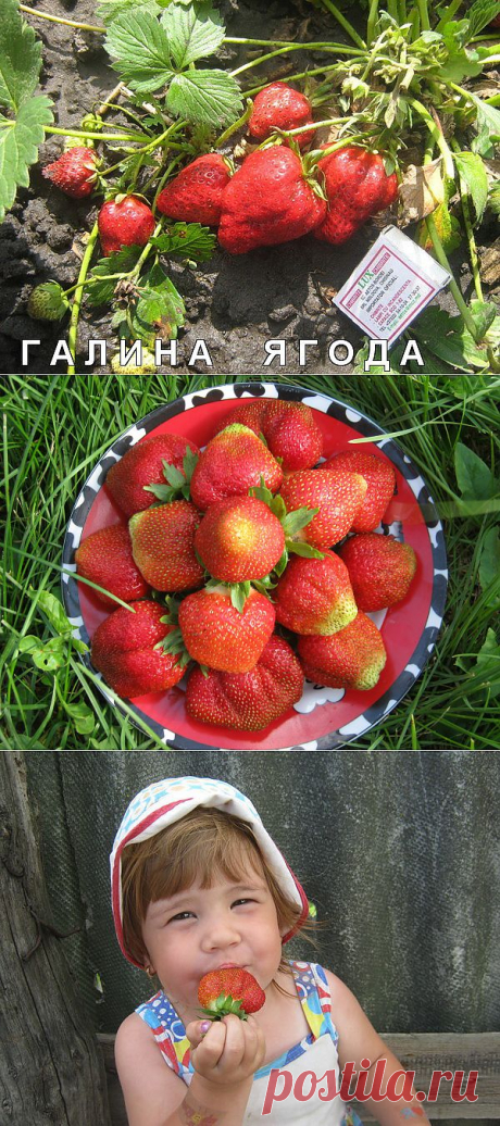 КОРОЛЕВСКАЯ ЯГОДА. Елизава-2