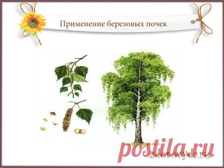 Уникальные лечебные свойства березовых почек и их применение.