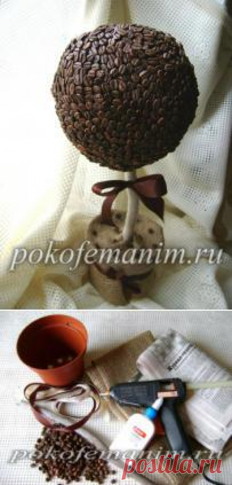 Домашнее кофейное дерево