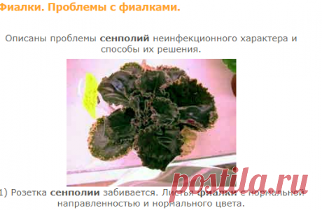 Фиалки. Проблемы с фиалками.