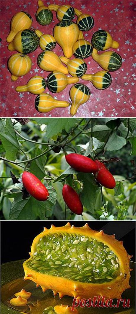 Необычные растения | НА ЗАВАЛИНКЕ