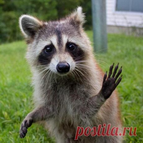 Эти очаровательные еноты ведут себя совсем как люди
