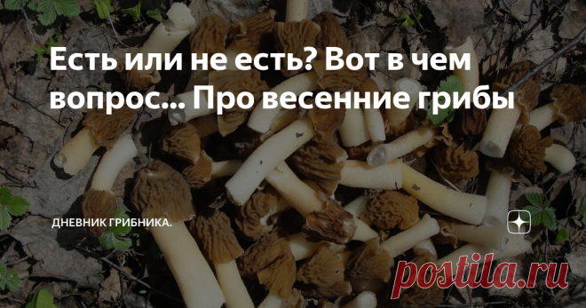 Есть или не есть? Вот в чем вопрос... Про весенние грибы Скоро, совсем скоро весна из календарной превратится в настоящую и можно открывать новый грибной сезон 2021.
Первые весенние грибы можно разделить на две группы:
1. Грибы, которые можно всегда.
Саркосцифы, сморчки и сморчковые шапочки достаточно только очистить и хорошо промыть от песка, никакого дополнительного отваривания они не требуют. Если очень хочется и привыкли так делать, варите, но