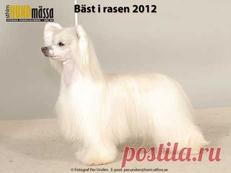 CHINESE CRESTED DOG Domare:  JOHANSSON ANN-CHRISTIN  DK UCH FI UCH HR CH NORD UCH SE UCH MOELMO'S IRRESISTIBLE ME Ägare: MONICA MOEN, HÄGERSTEN, NORGE Uppfödare: MOEN MONICA, NO-7081 SJETNEMARKA