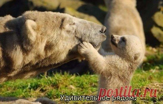 Мамин поцелуй