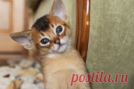 Абиссинский котёнок BUOZI