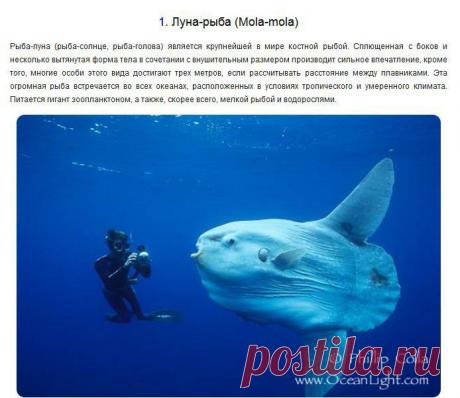 Странные и необычные обитатели подводного мира -  - Калейдоскоп Эмоций