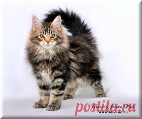 КРАСАВЕЦ !!!.....