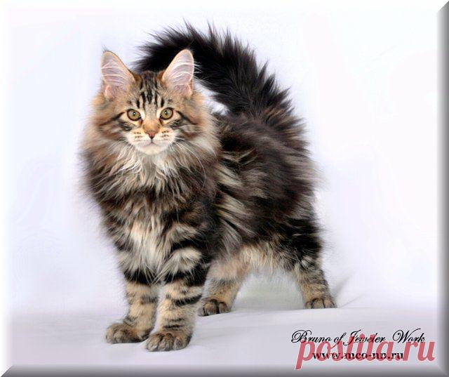 КРАСАВЕЦ !!!.....