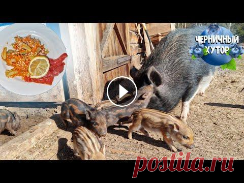 Поросята впервые вышли на улицу.Реакция остальных животных. Сытное блюдо в пост.Почему мы не постим? Для приготовления стручковой фасоли по-корейски понадобится: фасоль зеленая стручковая (свежемороженая или свежая) - 250 г; морковь (небольшая) - 1 шт...