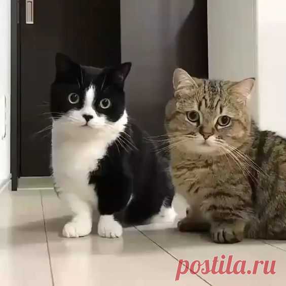 НАШИ ДРУЗЬЯ ЖИВОТНЫЕ 

Животные лучшие наши друзья, 
Для них мы ведь тоже такие, 
И любят они также тебя, 
Показать полностью…