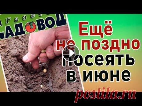 ЕЩЁ НЕ ПОЗДНО ПОСЕЯТЬ В ИЮНЕ Что посеять в июне. Какие огородные культуры можно посеять в июне, если вы опоздали с посевами. Если видео Вам понравилось, не забудьте подписаться на...