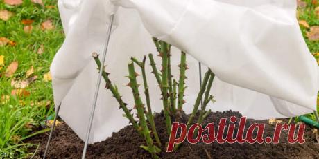 (14) Как правильно укрывать розы на зиму: советы опытных садоводов - МИР 24 - медиаплатформа МирТесен При укрытии роз на зиму важно соблюдать некоторые нюансы, благодаря которым культура спокойно переживет холодное время года, сообщает «Утро.ру». Как советуют опытные садоводы, браться за дело нужно, когда столбик термометра устойчиво держится на отметке ноль градусов. В Центральной части России