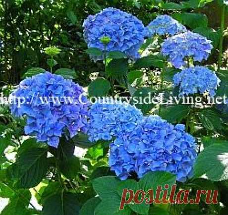 Гортензия: фото, сорта, уход, цветы, размножение, выращивание