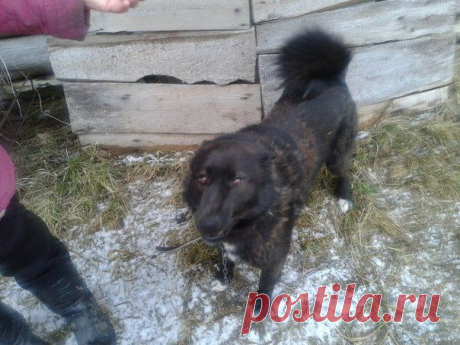 Татьяна Кузнецова
25 апреля в Усть -Пинегу на льдине принесло лайку чёрного окраса. На ней 2 ошейника -матерчатый и кожаный, на груди белые пятна. На задних лапах 5-ый палец. Находится на передержке у Афанасьевой Ольги. Срочно ищем хозяина!!!!Дом.телефон -32-221. Моб. 89025040017. Льдина приплыла со стороны Двины... Хозяин так и не откликнулся... Может кто-то знает эту собачку... Очень ласковая, любит детей и похоже хорошая охотница, при прогулке у леса ищет дичь... Любит ложить голову на плечо