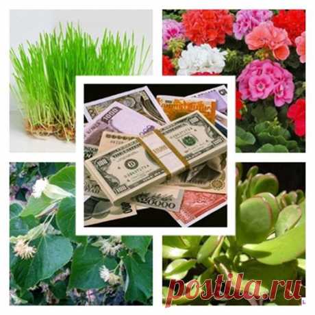 ДЕНЕЖНЫЕ ДЕРЕВЬЯ... | Познавательный сайт ,,1000 мелочей&quot;