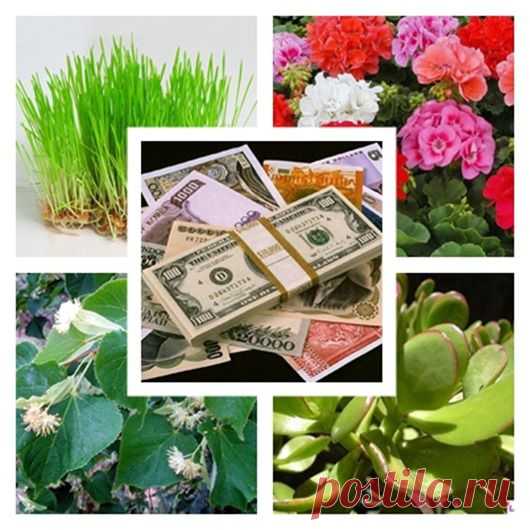 ДЕНЕЖНЫЕ ДЕРЕВЬЯ... | Познавательный сайт ,,1000 мелочей"