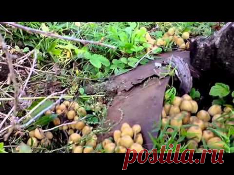 Грибы в саду.Видео. - YouTube