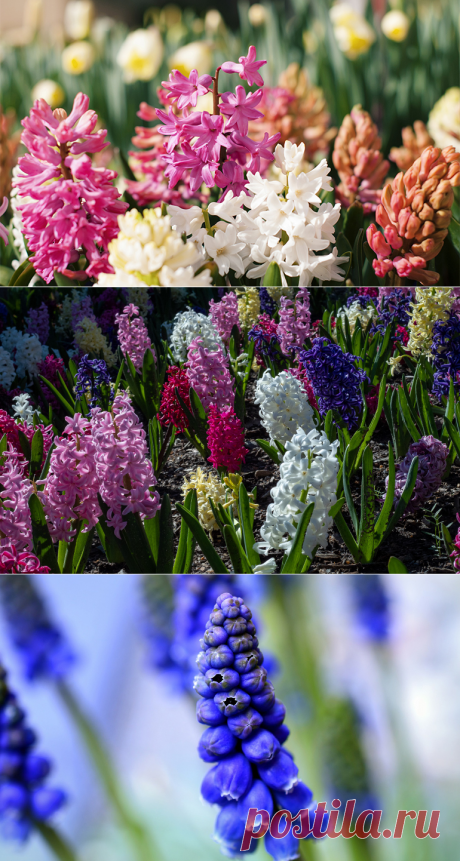 гиацинты, посадка и уход, за которыми обеспечат красотой на клумбе