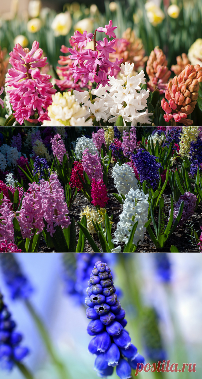 гиацинты, посадка и уход, за которыми обеспечат красотой на клумбе