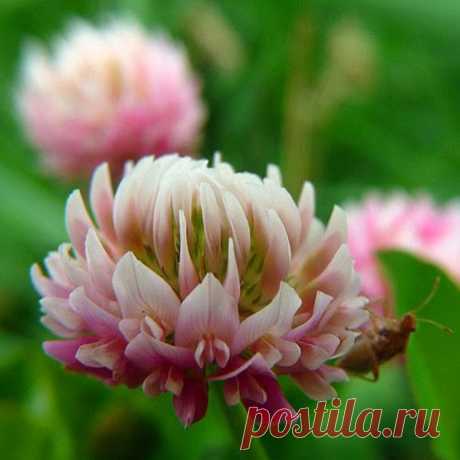 Лекарственные травы против алкоголизма | Друг пенсионера
Пьянство в наше время стало настоящим бичом общества. Алкоголизм на сегодняшний день — это своего рода психическое заболевание нации. Так можно ли вылечить алкоголизм?