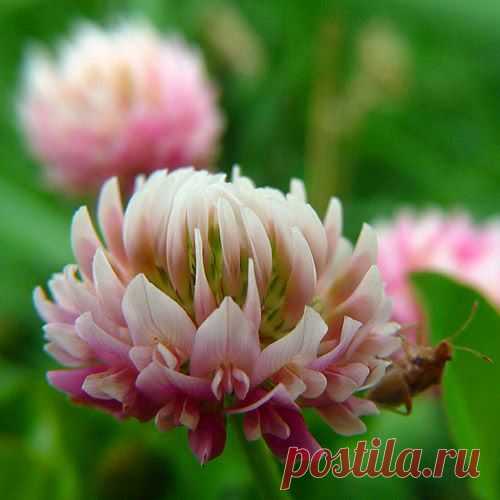 Лекарственные травы против алкоголизма | Друг пенсионера
Пьянство в наше время стало насто­ящим бичом общества. Алкоголизм на сегодняшний день — это своего рода психическое заболевание нации. Так можно ли вылечить алкоголизм?