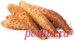 Ямс: полезные свойства и противопоказания