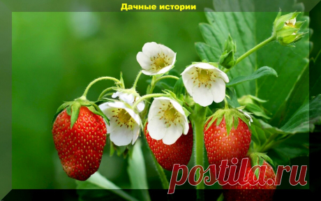 Уход за клубникой: важные весенние заботы на делянке с клубникой, для получения богатого урожая | Дачные истории | Яндекс Дзен