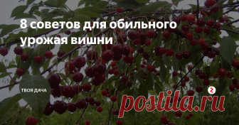 8 советов для обильного урожая вишни Как многие знают вишня — это очень холодостойкое растение, которому даже -20 не по чем, правда для этого нужно за ней правильно ухаживать. В этой не большой статье хочу рассмотреть самые главные правила по уходу за ней, чтобы она росла здоровой и сильной, а ягода была крупной и очень вкусной.
- укрытие. Благодаря продолжительным морозам по весне она может раньше зацвести, чтобы этого не произошло