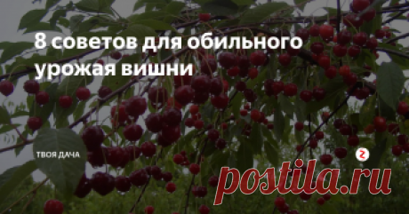 8 советов для обильного урожая вишни Как многие знают вишня — это очень холодостойкое растение, которому даже -20 не по чем, правда для этого нужно за ней правильно ухаживать. В этой не большой статье хочу рассмотреть самые главные правила по уходу за ней, чтобы она росла здоровой и сильной, а ягода была крупной и очень вкусной.
- укрытие. Благодаря продолжительным морозам по весне она может раньше зацвести, чтобы этого не произошло