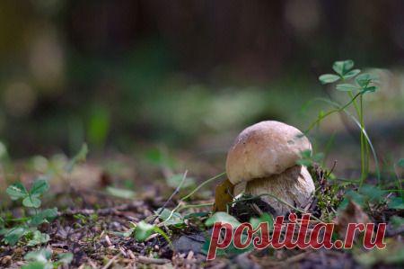 Фото "Боровичок на заставку" - Грибная фотоохота - Photo.Qip.ru