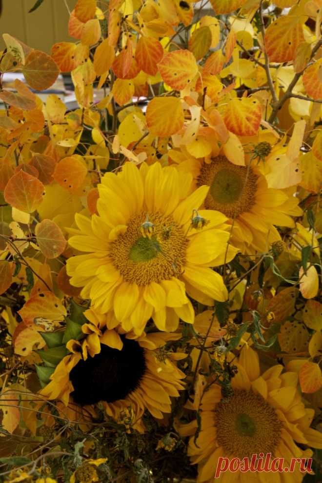 Thank You All | Carolyne Roehm