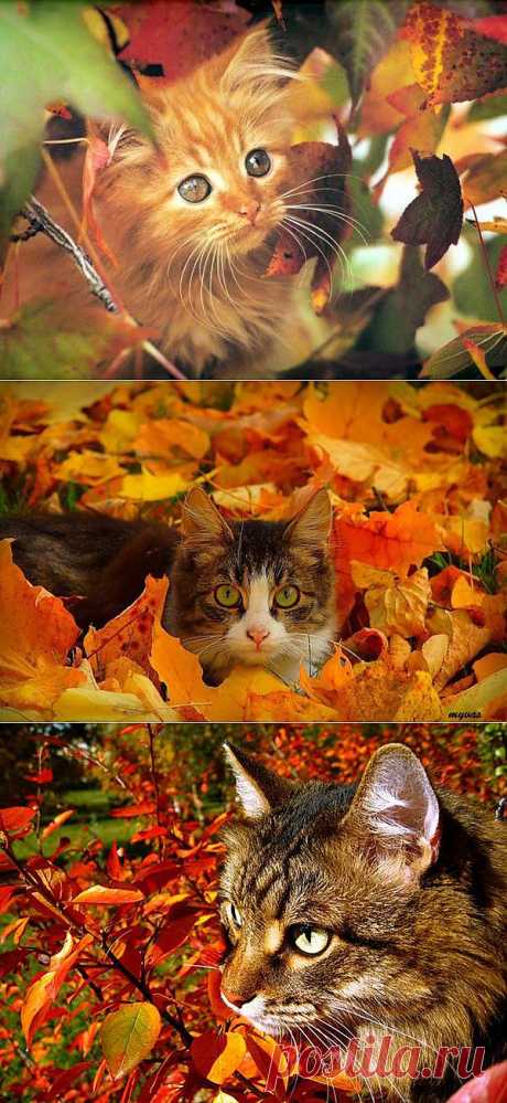 ���� � �����.. ���������� �� LiveInternet - ���������� ������ ������-���������