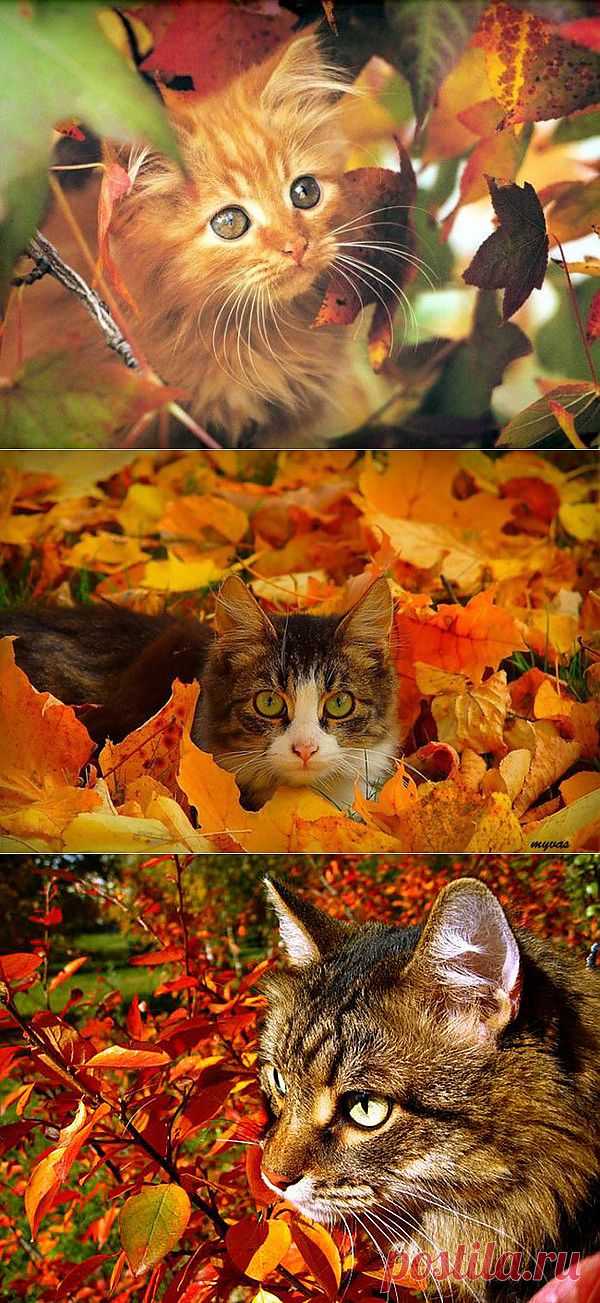 ���� � �����.. ���������� �� LiveInternet - ���������� ������ ������-���������