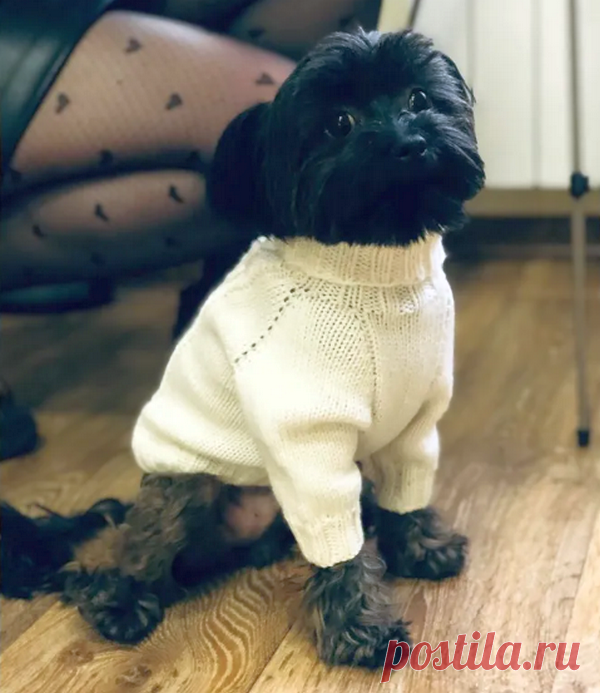 Вязание для домашних животных. Подборка № 1. | Татьяна Мазуркевич | Яндекс Дзен