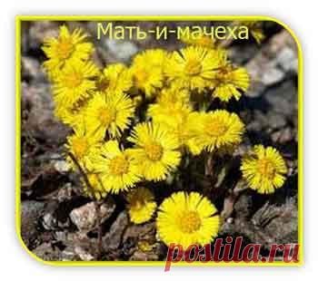 Когда выручит мать-и-мачеха - Народные рецепты здоровья Когда выручит мать-и-мачеха, то есть при каких заболеваниях это растение оказывает лечебное действие. Рецепты лечения.