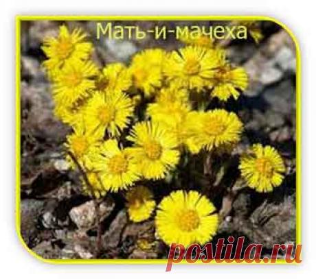 Когда выручит мать-и-мачеха - Народные рецепты здоровья Когда выручит мать-и-мачеха, то есть при каких заболеваниях это растение оказывает лечебное действие. Рецепты лечения.