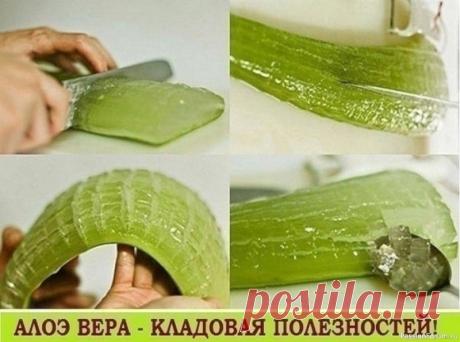 Алоэ, каланхоэ, золотой ус - природные биостимуляторы БАБУШКИНЫ» РЕЦЕПТЫ ВМЕСТО ЛЕКАРСТВАлоэ, каланхоэ, золотой ус — мощные природные биостимуляторы, эффективно помогающие при многих болезнях. Сегодня мы расскажем о том, как приготовить из этих растений лекарства. 1 При простуде. Возьмите 300 г листьев алоэ, 3 столовые ложки меда, 3...