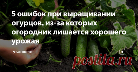 5 ошибок при выращивании огурцов, из-за которых огородник лишается хорошего урожая Огурцы, пожалуй, одна из самых легких в выращивании огородных культур. Но это по моему мнению. Почему-то у многих сделать это не получается – завязей мало, плоды становятся похожими на грушу или сворачиваются в калачик. И ведь как так – участки то рядом, погодные условия и почва одинаковые, а результат такой разный. Выбор сорта Ошибку можно совершить еще на стадии покупки семян. Подвох вот в...