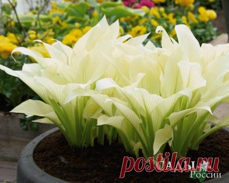 Луковичные, корневища - Хосты - Саженцы почтой, семена почтой от НПО Сады России (Сад и огород). Продажа плодовых саженцев. Интернет-магазин саженцев. - Научно-производственное объединение «Сады России»