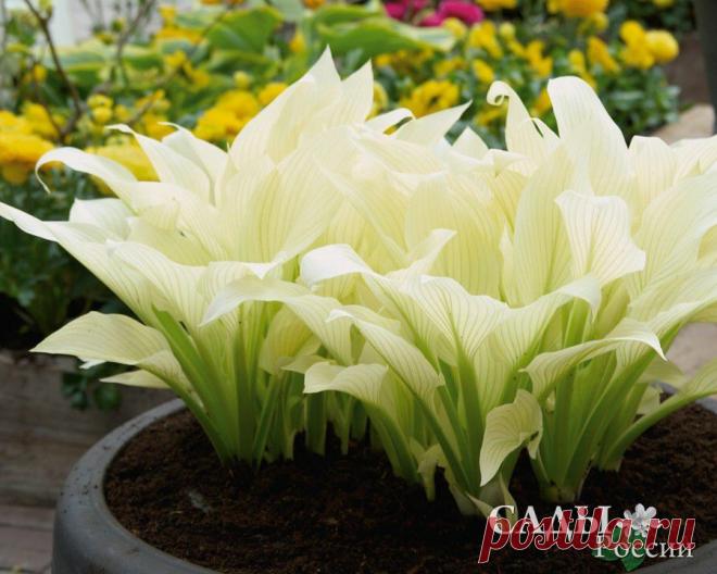 Луковичные, корневища - Хосты - Саженцы почтой, семена почтой от НПО Сады России (Сад и огород). Продажа плодовых саженцев. Интернет-магазин саженцев. - Научно-производственное объединение «Сады России»