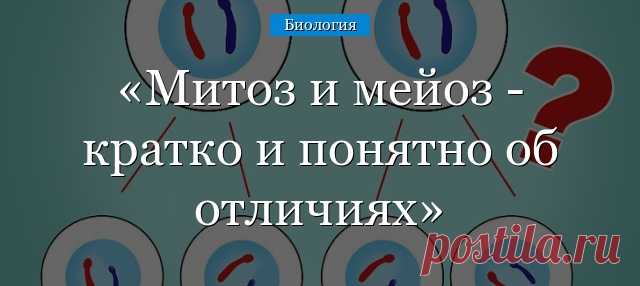 Митоз и мейоз &#8211; кратко и понятно, сравнение отличий и сходств в таблице характеристик