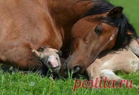 So sweet... | Horses