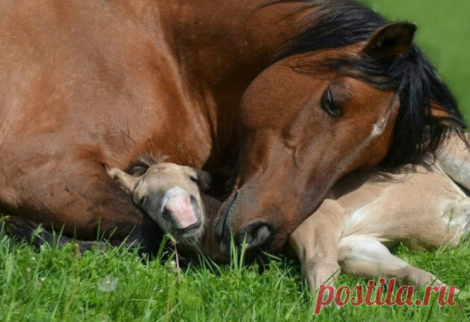 So sweet... | Horses