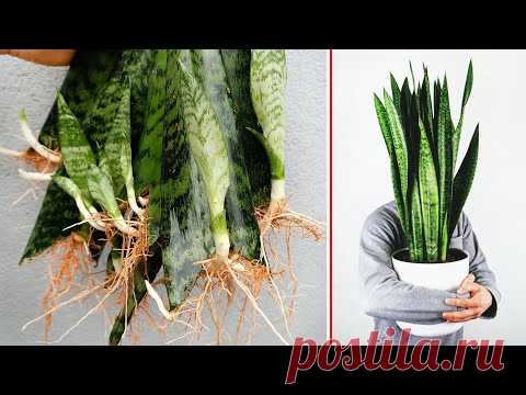 Как размножить растения с неожиданным для всех лечебным эффектом