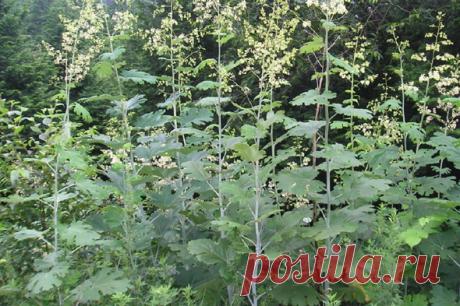 Как вырастить маклею в саду в Подмосковье: посадка и уход