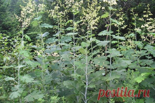 Как вырастить маклею в саду в Подмосковье: посадка и уход