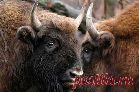 В Мордовский заповедник привезут 20 зубров. Вольная популяция зубров в Мордовском государственном природном заповеднике в 2022 году увеличится более чем в два раза — туда привезут 20 новых особей зубров. Животных доставят из зубрового питомника Окского государственного природного заповедника и центрального зубрового питомника Приокско-Террасного заповедника.