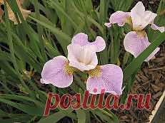 ирисы фотографии - 173 тыс. картинок. Поиск@Mail.Ru