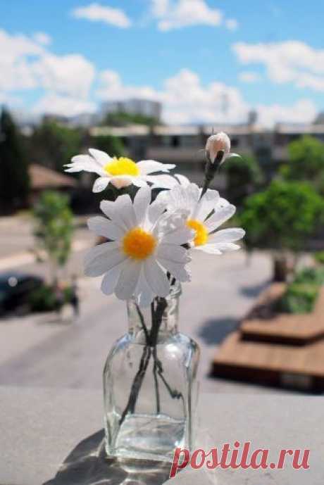 Ромашки